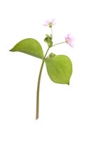 Claytonia sibirica - Pourpier rose