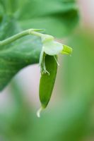 Pisum sativum - Gousse de pois 'Avola' se développant à partir d'une fleur