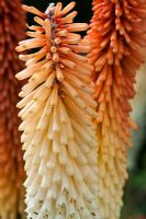 Kniphofia 'Painted Lady', juillet