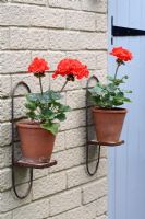 Pelargonium x zonale 'Grandeur Dark Velvet Red' fleurit dans des pots en terre cuite sur des supports de pot, contre un mur de briques peintes en été