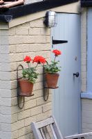Pelargonium x zonale 'Grandeur Dark Velvet Red' fleurit dans des pots en terre cuite sur des supports de pot, contre un mur de briques peintes en été