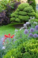 Jardin de campagne avec Ilex crenata coupé, Nepeta x faassenii 'Walkers Low', Papaver orientale, Allium 'Globemaster'