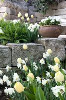 Tulipa 'Ivory Floradale' et Narcisse 'Mount Hood'