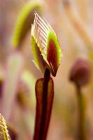 Dionaea muscipula - Piège à mouches Vénus