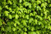 Une haie d'Acer campestre - Érable champêtre