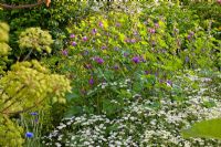 Un jardin avec des herbes médicinales, Angelica archangelica, Malva sylvestris et Tanacetum parthenium
