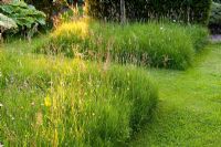 Une pelouse laissée pour faire pousser des fleurs sauvages et attirer des insectes utiles - Greenways garden, Cheshire