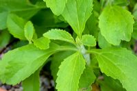 Stevia rebaudiana - Sweetleaf, plante de remplacement du sucre