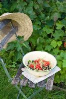 Bol en émail de Ribes rubrum et Ribes nigrum fraîchement cueillis - Groseilles rouges, blanches et noires