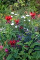 Fleurs rouge vif de Monarda 'Jacob Cline' qui sont très attrayantes pour les abeilles
