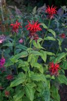 Fleurs rouge vif de Monarda 'Jacob Cline' qui sont très attrayantes pour les abeilles