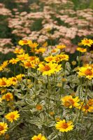 Heliopsis 'Loraine Sunshine' avec un feuillage panaché inhabituel et Achillea 'Old Brocade' en arrière-plan