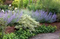 Plate-bande surélevée avec plantation résistante à la sécheresse - Nepeta 'Walkers Low', Euonymus japonicus et Alchemilla mollis