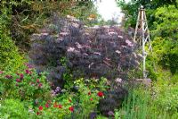 Sambucus nigra 'Black Lace', Rosa - Roses et obélisque en parterre de fleurs