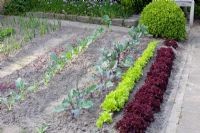 Jardin potager au printemps - Navet, Kohlrabi, Lollo rosso, Lollo bionda, Lactuca sativa, Brassica oleracea