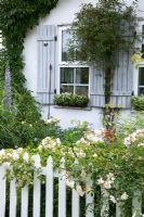 Jardin Cottage avec piquet blanc et Rosa 'Goldfinch '