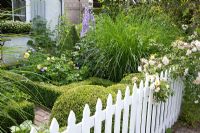 Jardin de maison avec clôture blanche, haie de Buxus, herbes et Rosa 'Chardonneret'