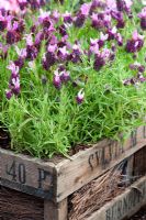 Lavandula stoechas antibes 'provençaux' fleurissant dans une caisse en bois