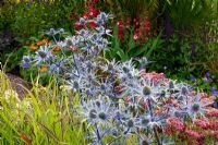Achillea millefolium 'Red Velvet', Eryngium 'Cobalt star '. Painting with Plants' garden - Médaille d'argent doré, RHS Flower Show Tatton Park, Cheshire 2011