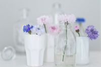 Centaurea cyanus - Bleuets en gobelets blancs et bouteilles en verre