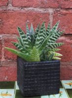 Succulentes feuilles d'Aloe variegata - perdrix - aloès à poitrine poussant dans un pot carré