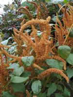 Amaranthus caudatus 'Palette d'automne'