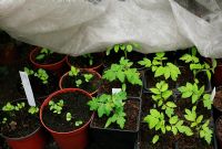 Jeunes plants de tomates et de basilic sensibles au froid protégés par une toison horticole sur un banc de serre