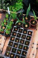 Alliums - Ensembles d'ail, d'échalotes et d'oignons cultivés dans des pots et des plateaux à cellules pour leur donner un bon départ et leur permettre d'être plantés lorsque les conditions du sol sont idéales