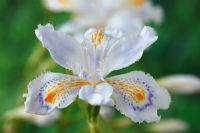 Iris japonica 'Ledger' - Iris huppé, syn. Iris 'Variété de Ledger', avril