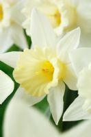 Narcisse 'Mount Hood' Trompette Jonquille Div 1. La trompette passe du jaune au blanc à mesure que la fleur vieillit. Mars