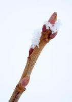 Ribes nigrum. Branche de cassis 'Ben Nevis' avec des bourgeons recouverts de neige et de cristaux de glace