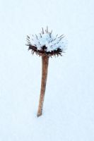 Echinacea purpurea seedhead couvert de neige
