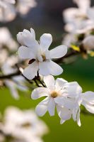 Jardin RHS, Wisley, Surrey - Fleurs blanches de Magnolia x loebneri 'Merrill'