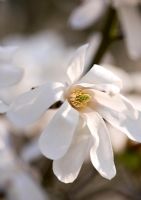 Fleurs blanches de Magnolia x loebneri 'Merrill' RHS Garden, Wisley, Surrey