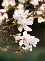 Magnolia x loebneri 'Merrill' RHS Wisley, Surrey