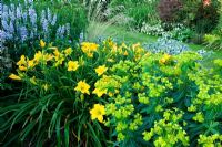 Galega 'Sa Majesté', Hemerocallis 'Jake Russell' et Euphorbia schillingii - Meadow Farm, Worcestershire