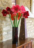 Pot en verre avec des fleurs coupées d'Amaryllis - Hippeastrum 'Désir', 'Ferrari' et 'Benfica'
