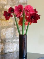Pot en verre avec des fleurs coupées d'Amaryllis - Hippeastrum 'Desire', 'Ferrari' et 'Benfica '
