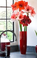Cuisine avec vase rempli de fleurs coupées d'Amaryllis - Hippeastrum 'Charisma', 'Ferrari' et 'Benfica'