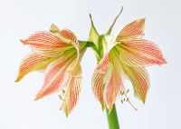 Gros plan des fleurs d'Amaryllis Hippeastrum 'Exotic Star'