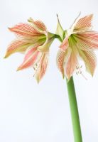 Gros plan des fleurs d'Amaryllis Hippeastrum 'Exotic Star'