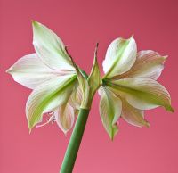 Gros plan du dos des fleurs d'Amaryllis Hippeastrum 'Exotic Star'