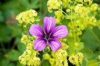 Geranium 'Sue Crug' poussant à travers Achemilla mollis