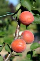 Prunus armeniaca - Abricot 'Peche de Nancy' sur arbre