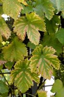 Chlorose sur les feuilles de vigne en raison d'une carence en fer ou d'un excès de calcaire