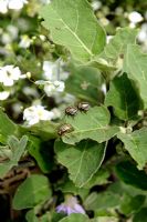 Leptinotarsa decemlineata - Coléoptères du Colorado sur Solanum melongena - Aubergine