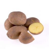 Solanum tuberosum - Pommes de terre 'Primeurs '