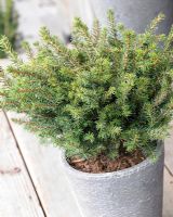 Picea omorika Karel - Gros plan d'un arbuste à feuilles persistantes en pot