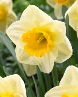 Narcisse 'Salomé jaune' - Gros plan de jonquilles jaunes