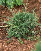 Juniperus horizontalis 'Prostrata'